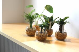 ハイドロカルチャーの植え替え時期を見極める方法や植え替え方法を解説!