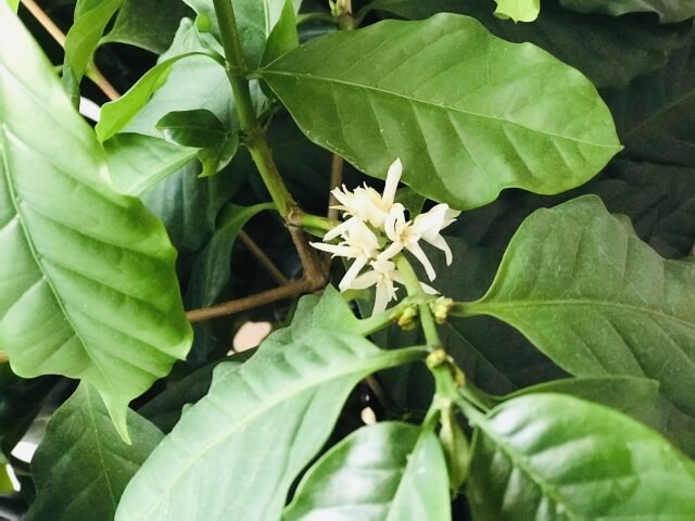 コーヒーの木は花が咲くの?咲かすための方法や注意点を徹底解説