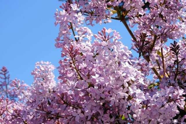 ライラックの花が咲かない?3つの原因・対策方法や正しい育て方を紹介!