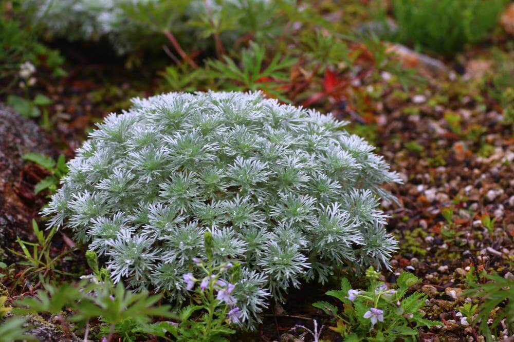 アサギリソウの花言葉とは?花言葉の由来から贈られるシーンまで紹介!