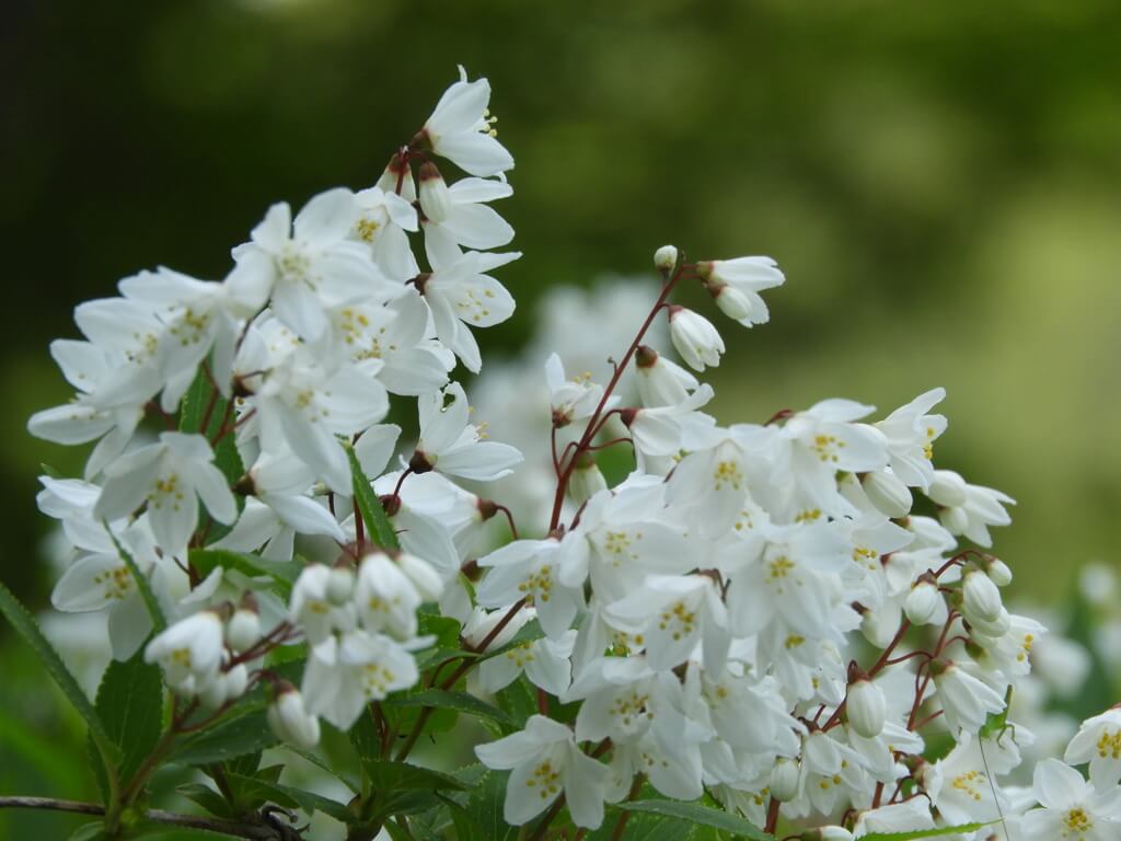 ヒメウツギの花言葉とは?花言葉の由来から贈られるシーンまで紹介!