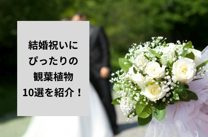 観葉植物 結婚祝い