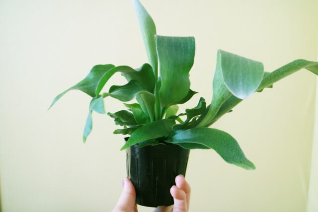 コウモリランは風水的にどんな効果がある?置き方や方角まで徹底解説