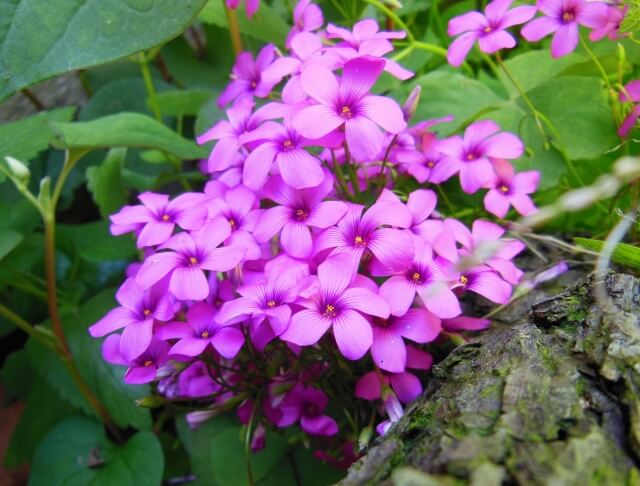 オキザリスは植えてはいけないの?理由や植える時の注意点を紹介