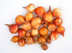 夏植えの球根を徹底解説!開花時期からおすすめの品種まで