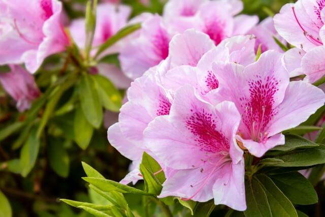 ツツジとサツキの違いを解説!葉や花の違いなど見分け方を紹介