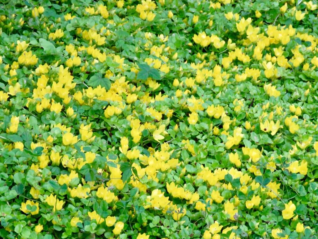 リシマキアの花言葉とは?花言葉の由来から贈られるシーンまで紹介!