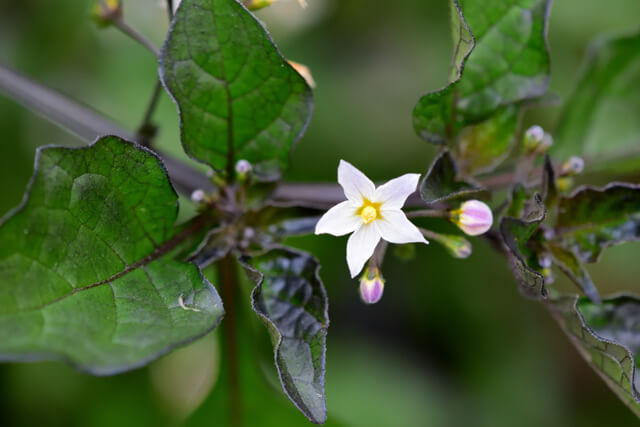 イヌホオズキの花言葉とは?由来や贈り物の由来や体験談を紹介!
