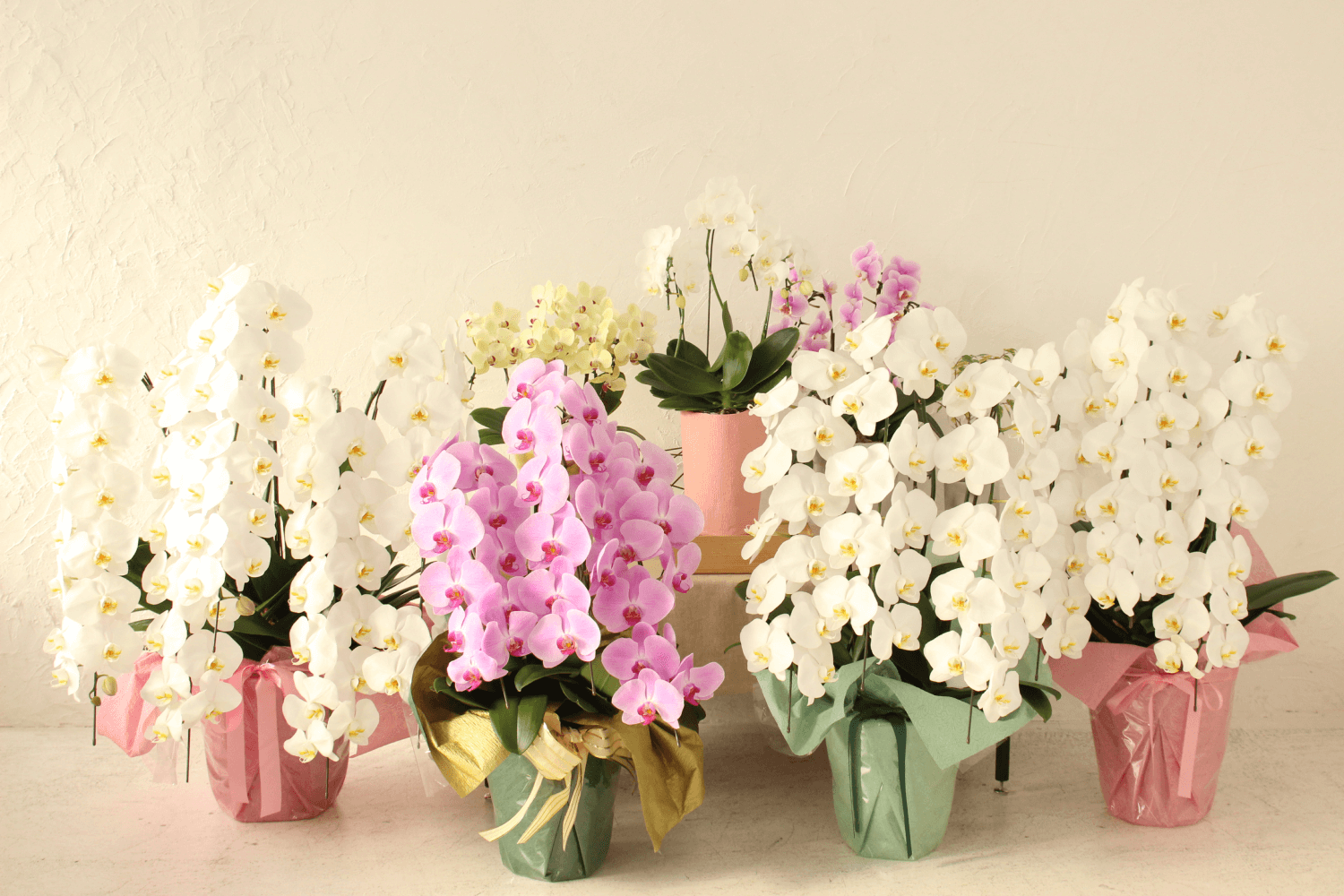 切り花の胡蝶蘭の飾り方!長持ちさせる生け方やおすすめの品種まで