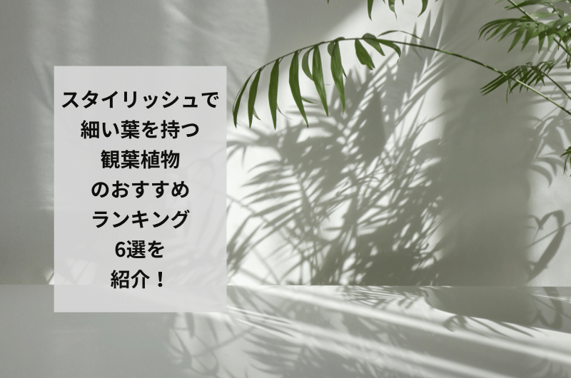 スタイリッシュな細い葉の観葉植物とは?飾り方や似合う鉢を徹底解説