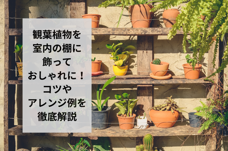 観葉植物を室内の棚に飾っておしゃれに!コツやアレンジ例を徹底解説