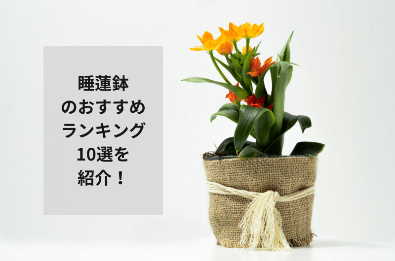 睡蓮鉢 おすすめ