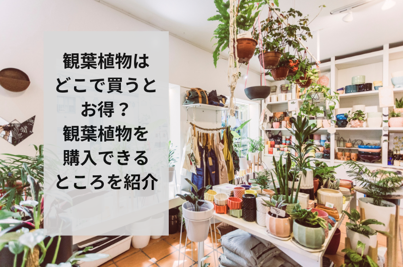 観葉植物はどこで買うとお得？観葉植物を購入できるところを紹介 – 東京寿園