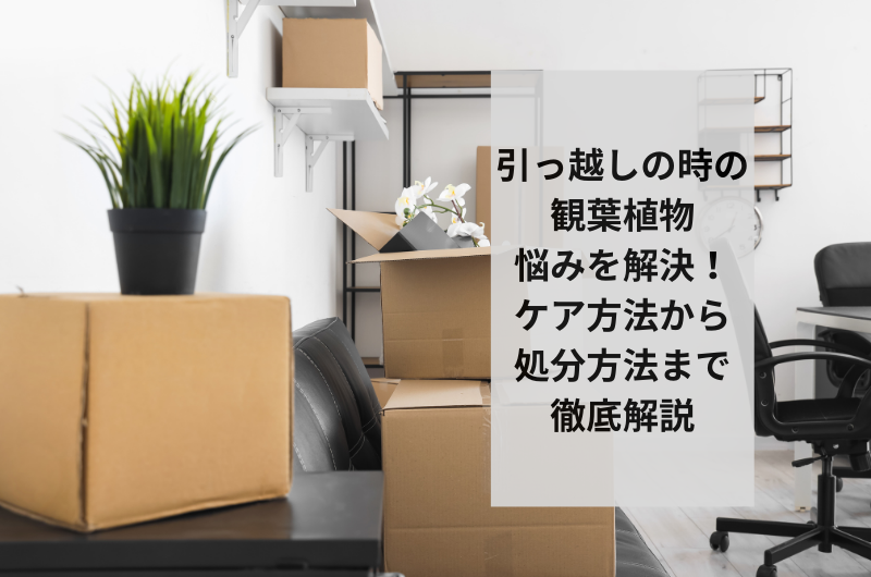 引っ越しの時の観葉植物悩みを解決!ケア方法から処分方法まで徹底解説