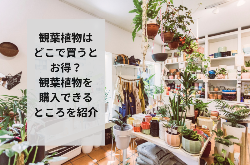 観葉植物はどこで買うとお得?観葉植物を購入できるところを紹介