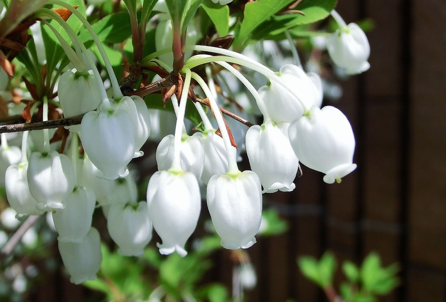 ドウダンツツジの花言葉とは?花言葉の由来や贈り物の体験談を紹介