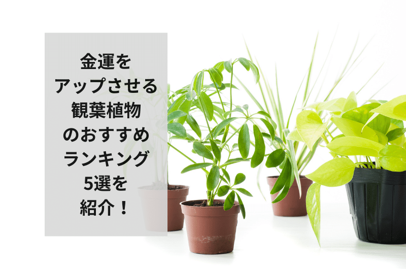 観葉植物 金運