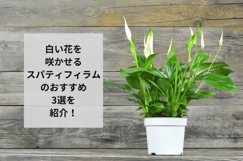 観葉植物 白い 花