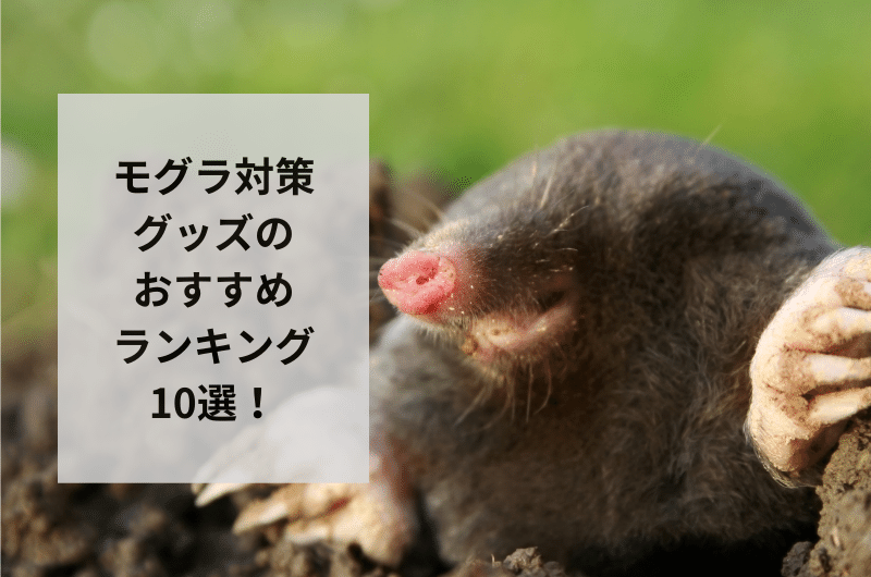 【2024年】モグラ対策グッズのおすすめランキング10選を紹介!安全な使用法まで