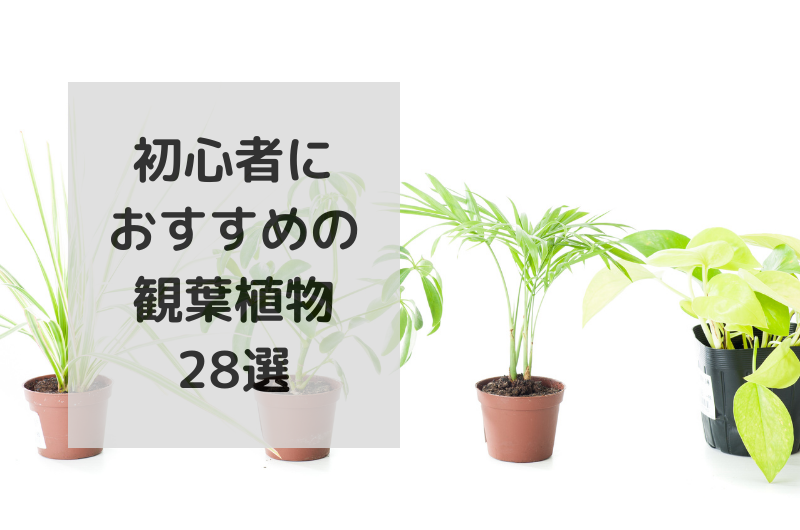 【初心者向け】おすすめの観葉植物28選!育成に失敗しない植物を厳選