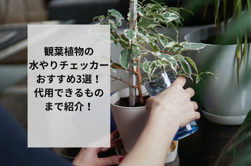 観葉植物の水やりチェッカーおすすめ3選!代用できるものまで紹介