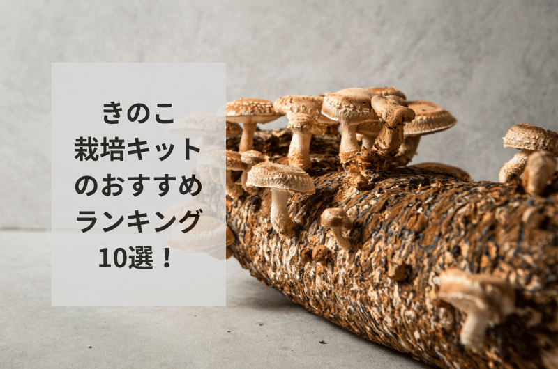 2024年】きのこ栽培キットのおすすめランキング10選を紹介！使い方まで – 東京寿園