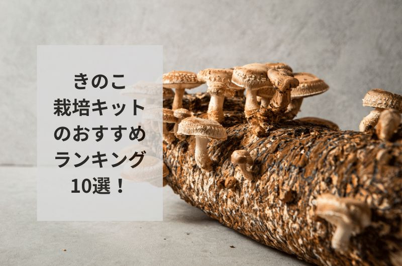 【2024年】きのこ栽培キットのおすすめランキング10選を紹介!使い方まで