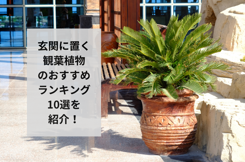 【2024年】玄関に置く観葉植物のおすすめ10選!飾り方まで紹介