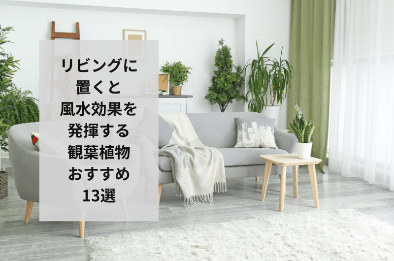 リビングに置くと風水的に良い観葉植物13選!飾り方からおすすめの置き場まで