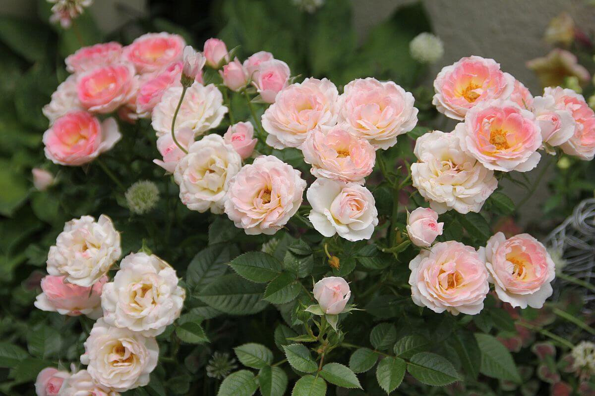 ミニバラの花言葉とは?花言葉の由来から贈られるシーンまで紹介!