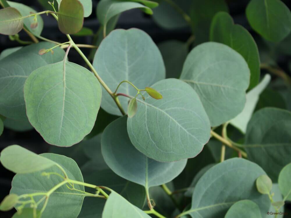 ユーカリポポラスの花言葉とは?花言葉の由来から贈られるシーンまで紹介!