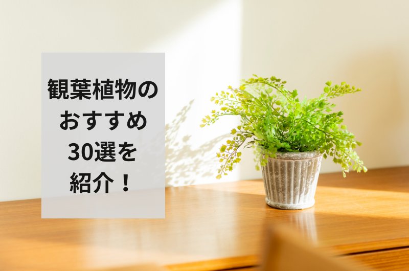 【2024年最新】種類別に徹底紹介!観葉植物おすすめ人気ランキング30選