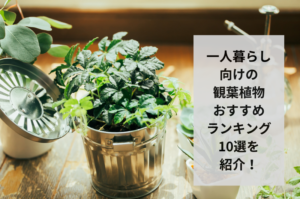 【2024年】一人暮らし向けの観葉植物おすすめランキング10選!選び方まで