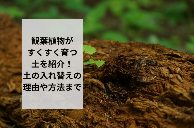 観葉植物がすくすく育つ土を紹介!土の入れ替えの理由や方法まで