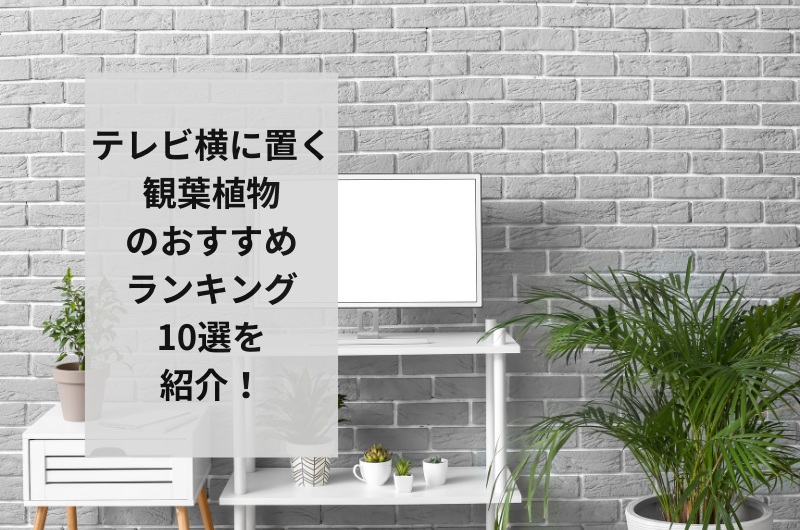 【2024年】テレビ横に置く観葉植物のおすすめランキング10選!飾り方まで紹介