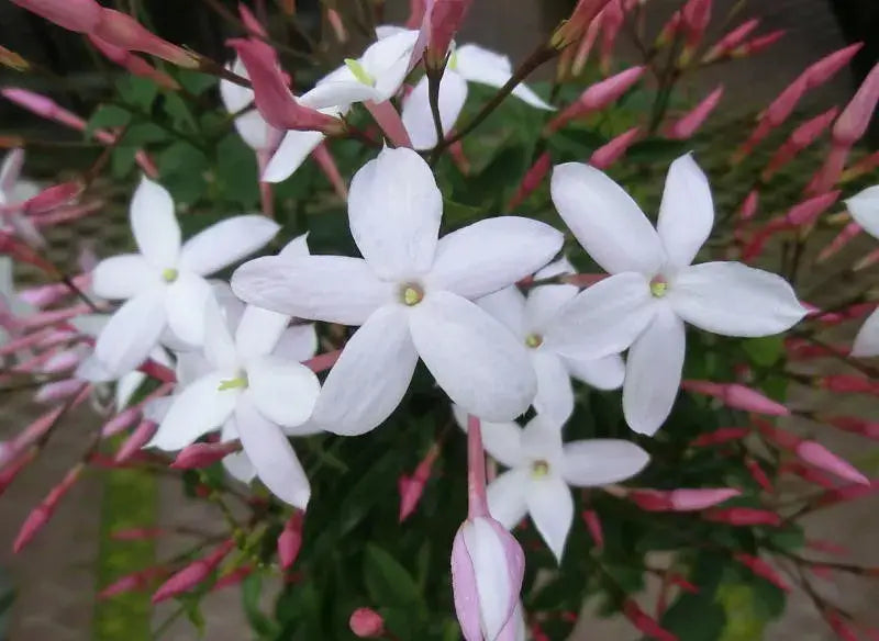 ハクチョウゲの花言葉とは?花言葉の由来から贈られるシーンまで紹介!