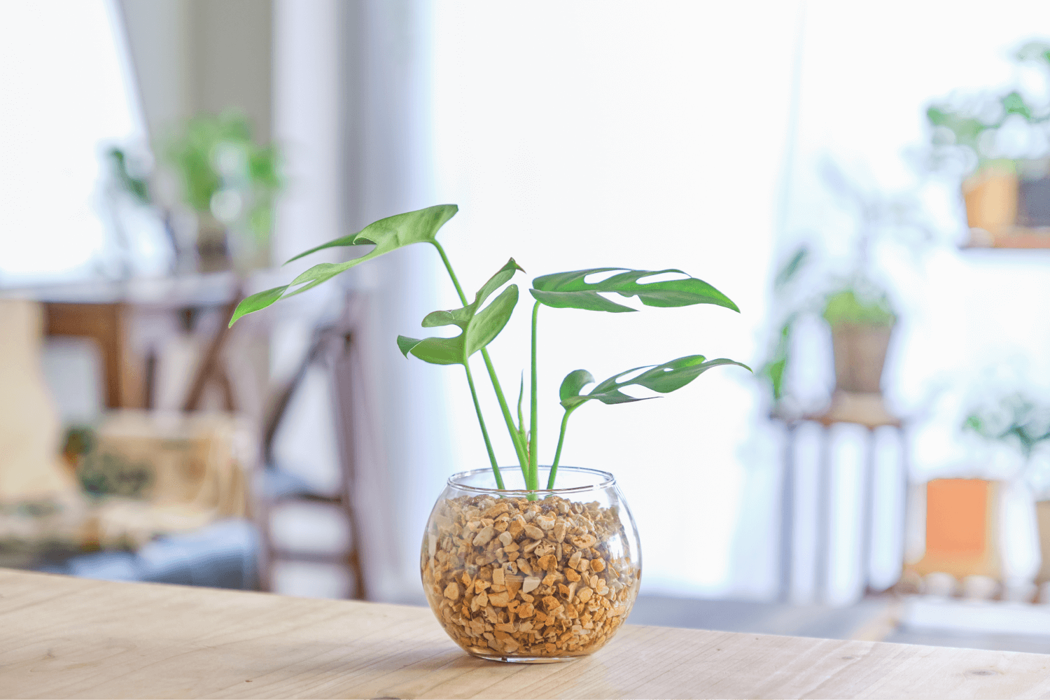 斑入りモンステラ - 植物/観葉植物