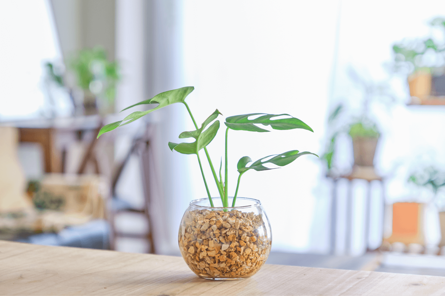 大きく成長したモンステラを地植えしよう!適したタイミングまで紹介