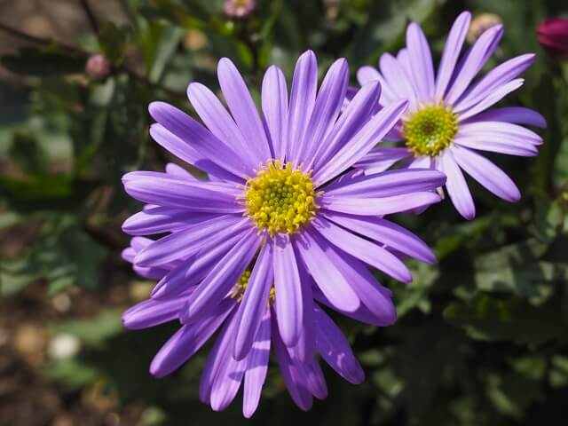 ブラキカムの花言葉とは?花言葉の由来から贈られるシーンまで紹介!