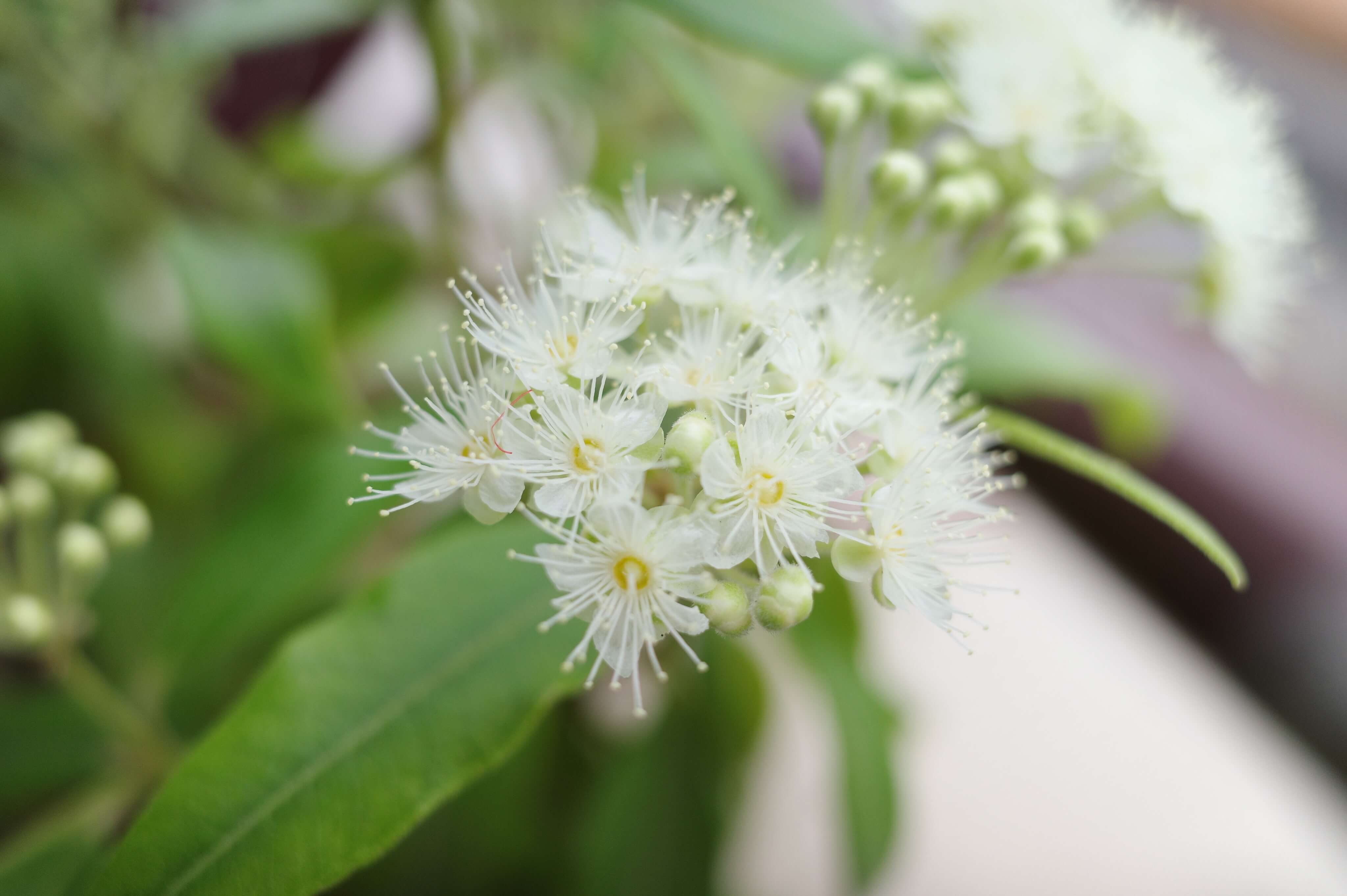 レモンマートルの花言葉とは?花言葉の由来から贈られるシーンまで紹介!