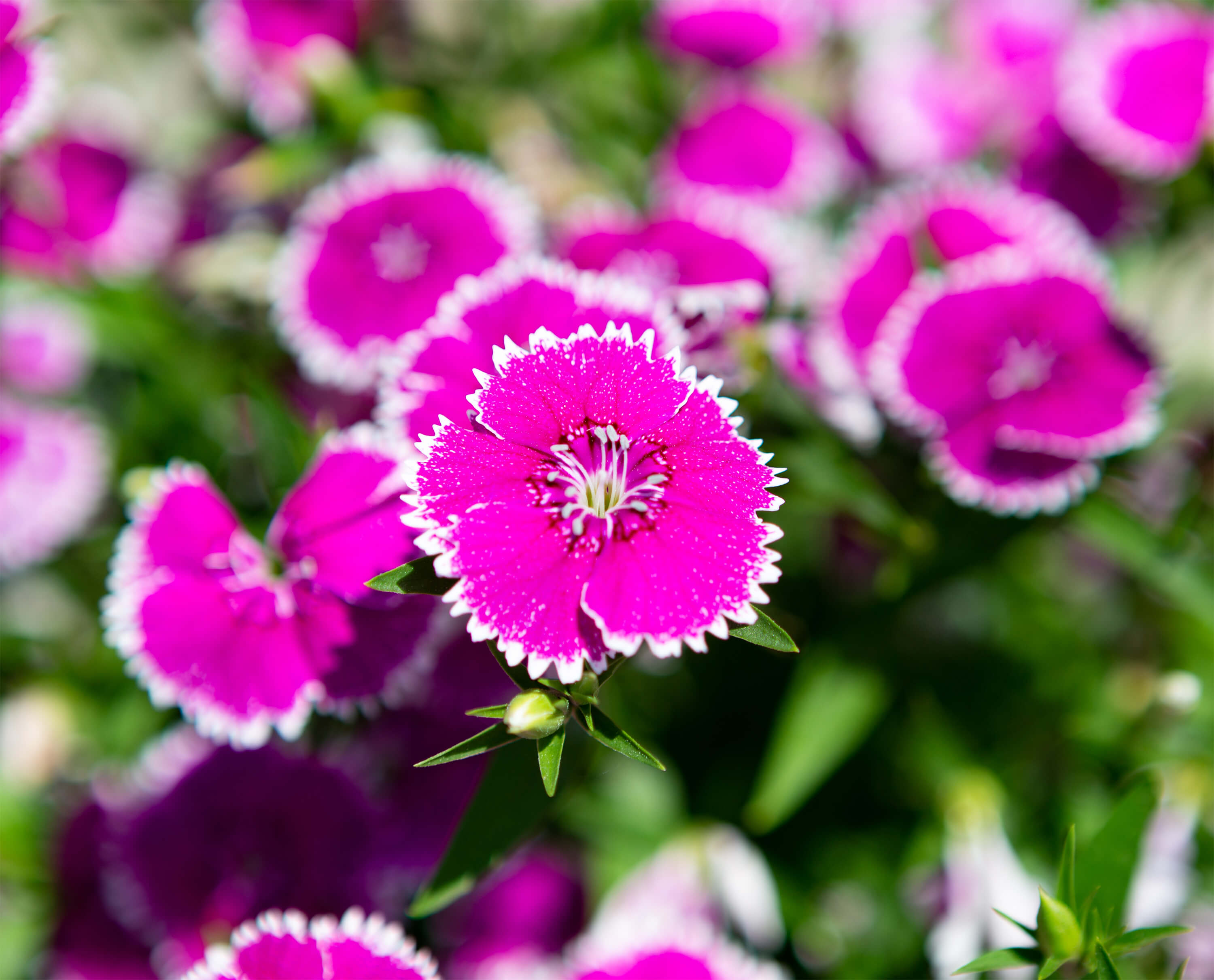 ナデシコの花言葉とは?花言葉の由来から贈られるシーンまで紹介!