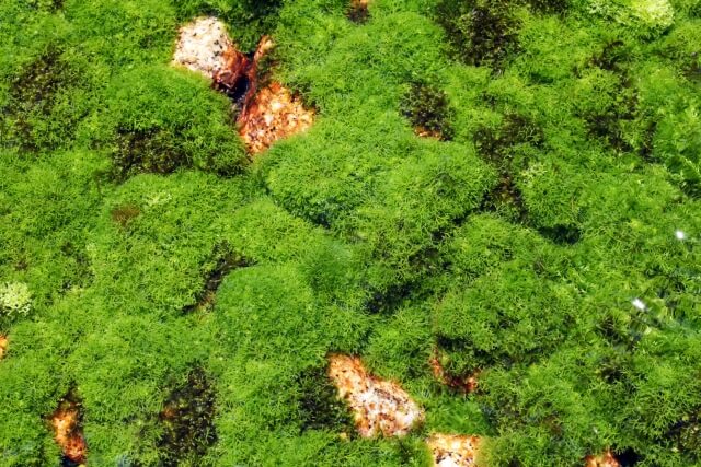 水苔にカビが生えた時の対処法とは?予防方法も併せて解説