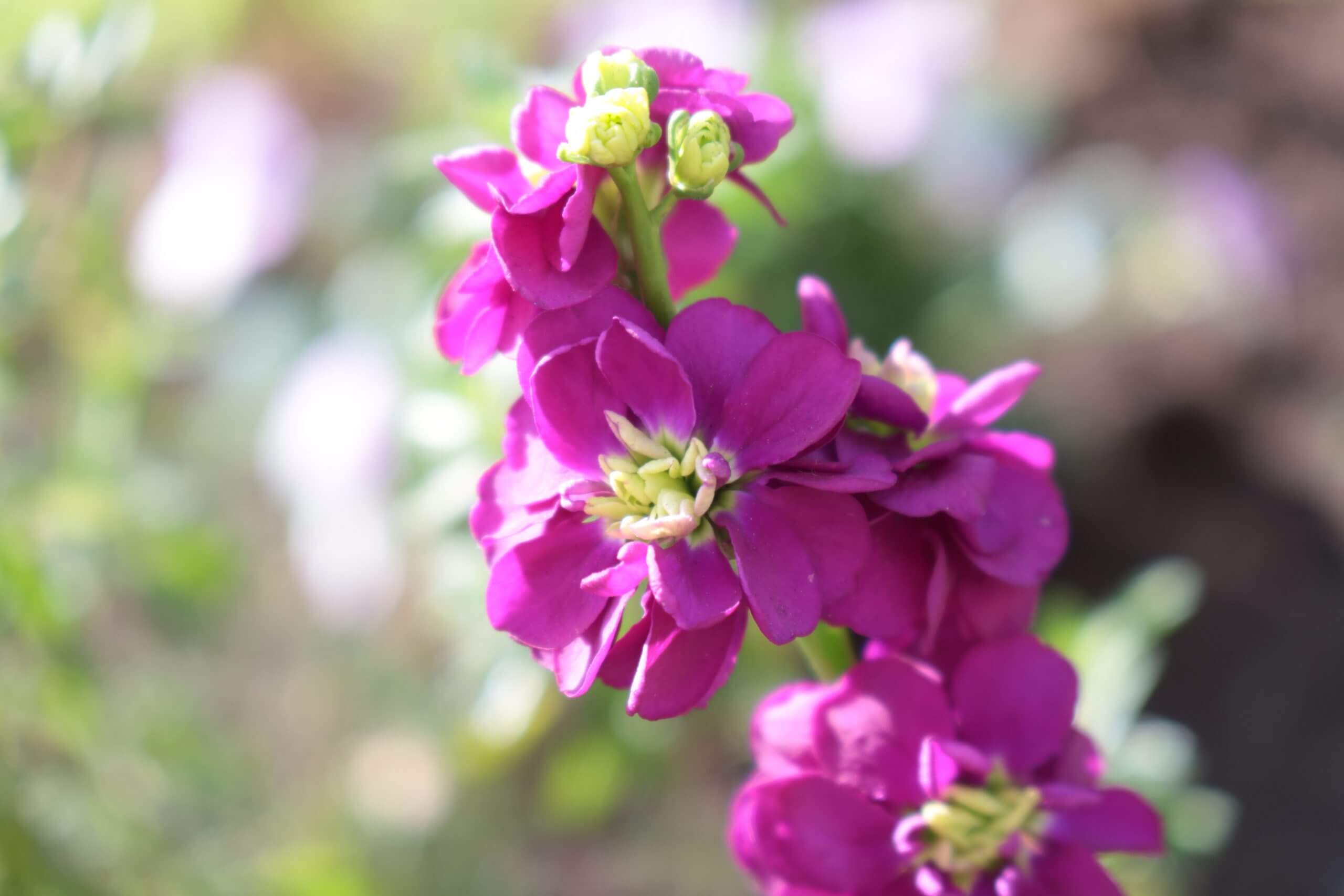 ストックの花言葉とは?花言葉の由来から贈られるシーンまで紹介!