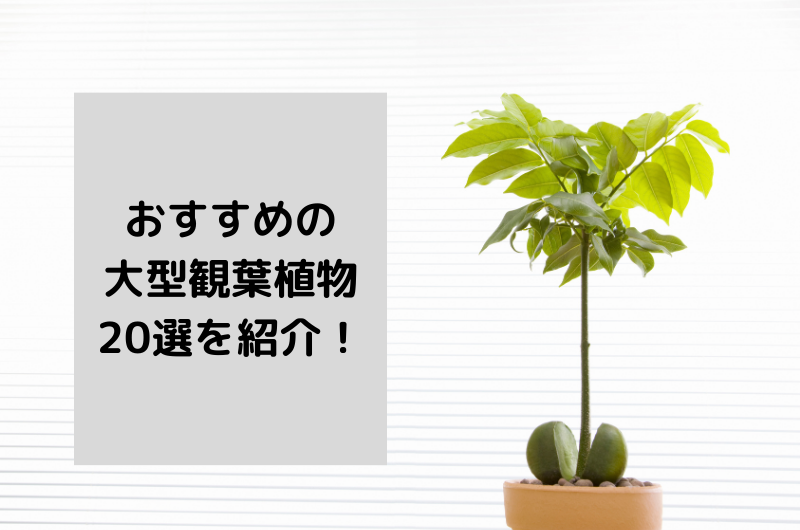 おすすめの大型観葉植物20選!メリットから注意点まで徹底解説