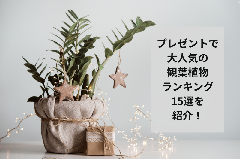 プレゼントで大人気の観葉植物15選!プレゼントでもらった体験談まで