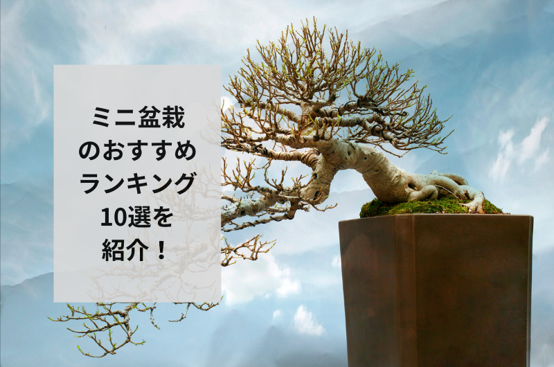 ミニ盆栽 おすすめ