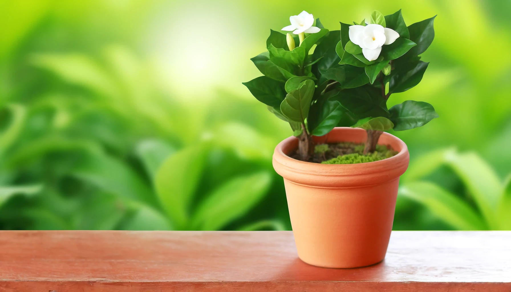 クチナシ　コケ順よく根張も太いです。 八重咲き クチナシ コケ順よく根張も太いです。 八重咲き クチナシ☆八重咲き｜そだ