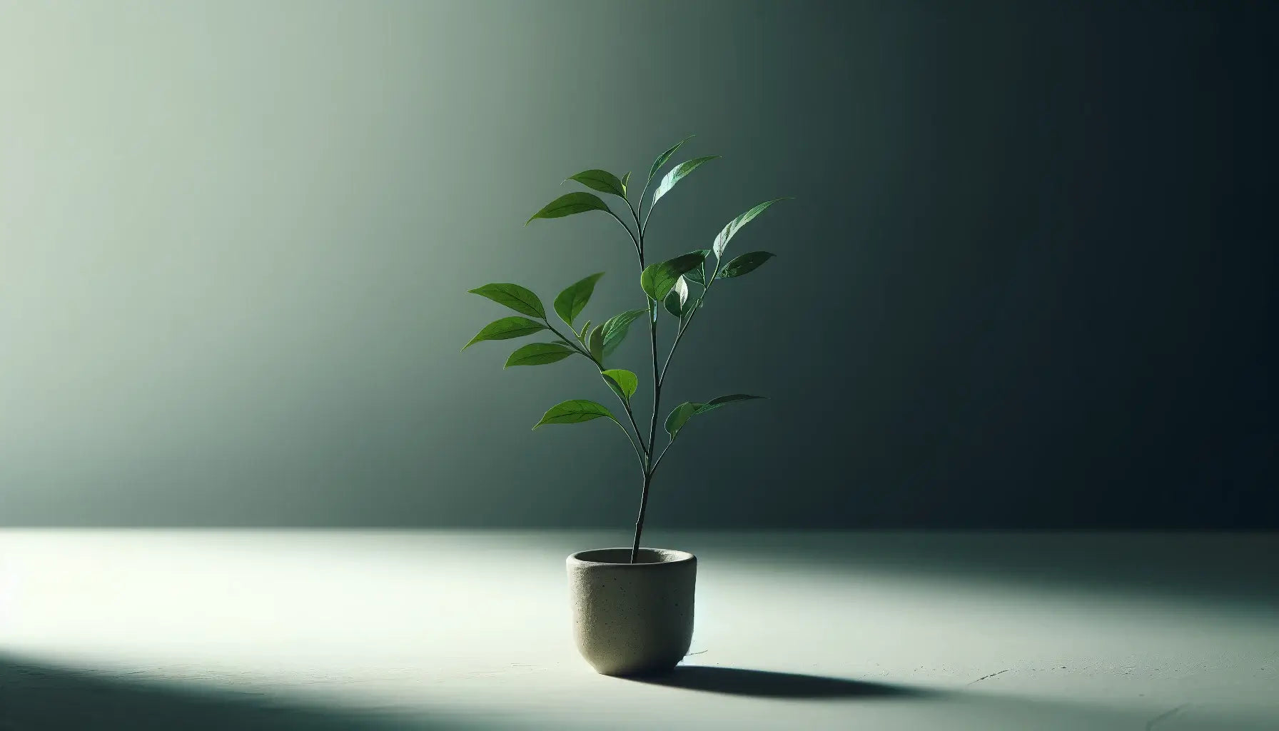 サンショウ 抜き苗 S サンショウ 抜き苗 S