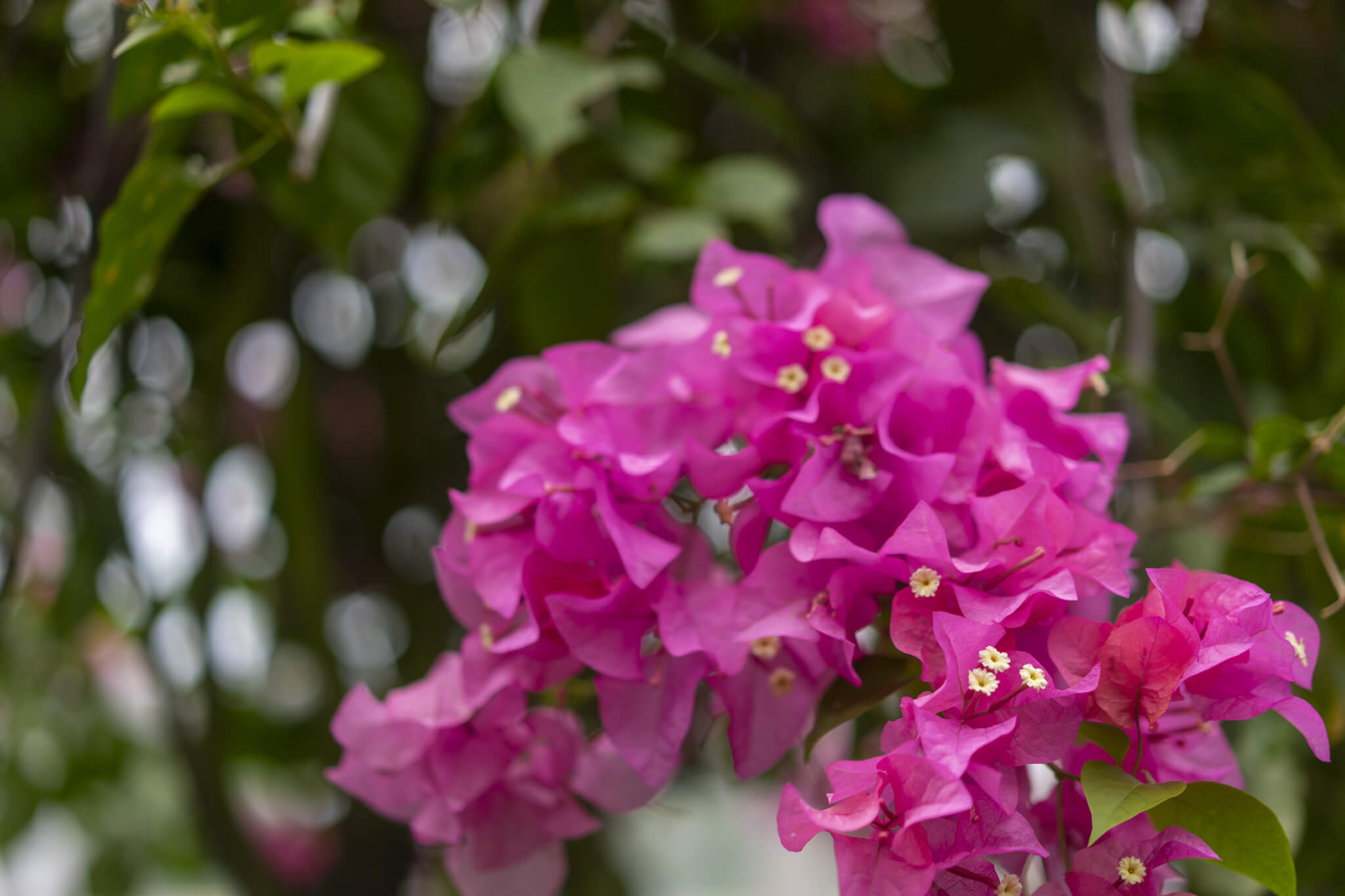 ブーゲンビリアの花言葉とは?色別の花言葉や由来、贈り物の体験談を紹介!