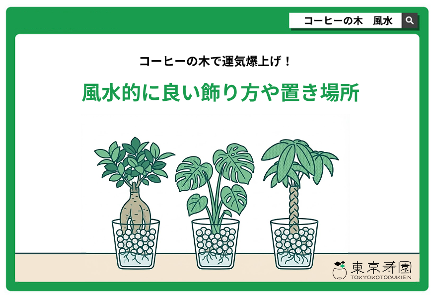 コーヒーの木 風水
